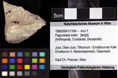 Foto (Objket + Etiketten) von Paguroidea indet. 